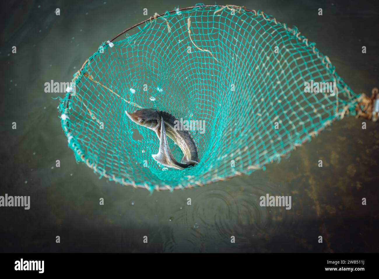 Sturgeon fish in the net in sturgeon farm Stock Photo Alamy