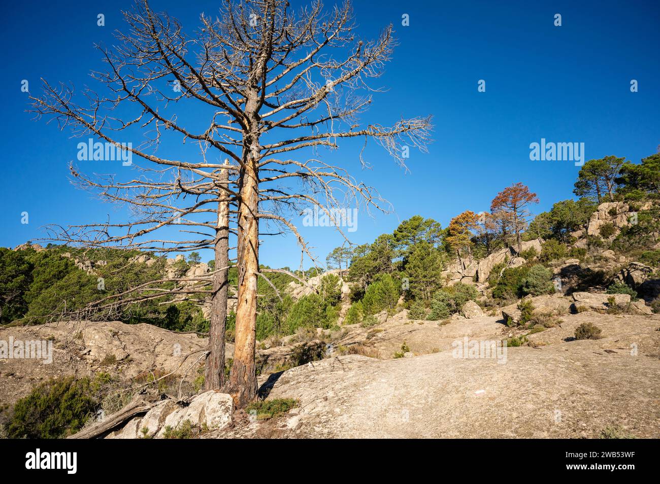 Dead trees on the GR20 between I Paliri and Conca, Corsica, France Stock Photo