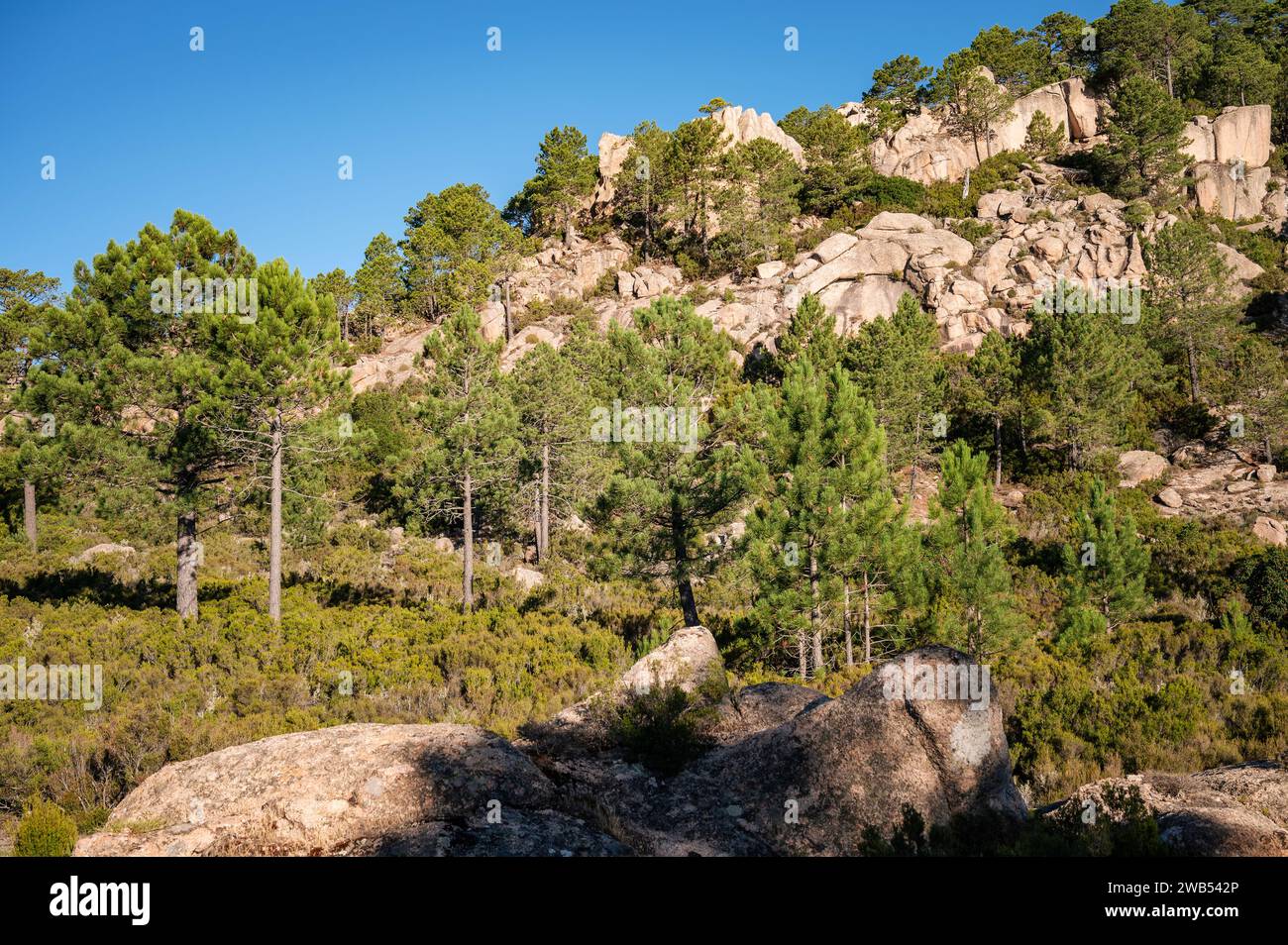 Conifers and rocks between I Paliri and Conca on the GR20, Corsica, France Stock Photo