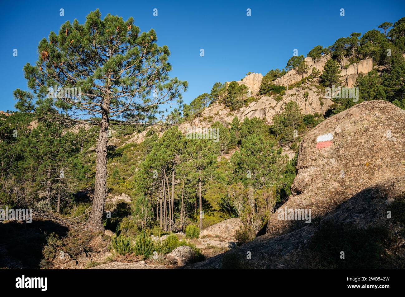 Pines and rocks on the GR20 between I Paliri and Conca, GR20, Corsica - France Stock Photo