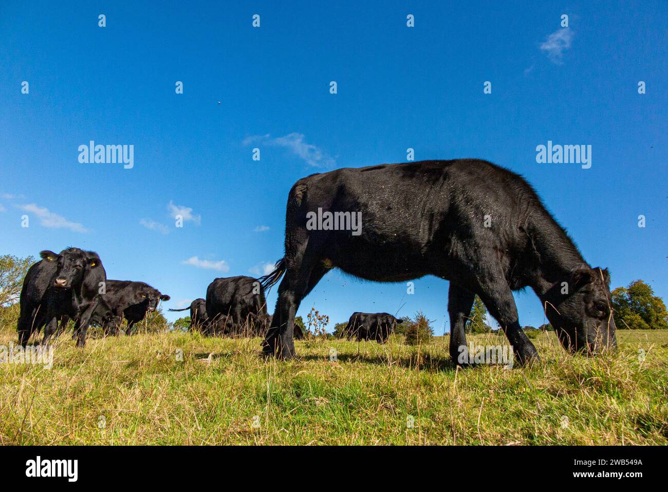 Black cows on farmland in rural Hertfordshire Stock Photo - Alamy