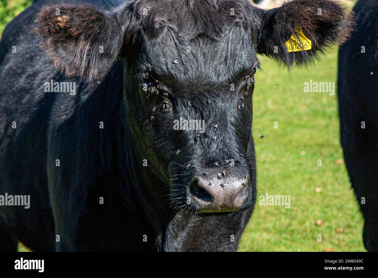 Flies bother a black cow on farmland in rural Hertfordshire. Stock Photo