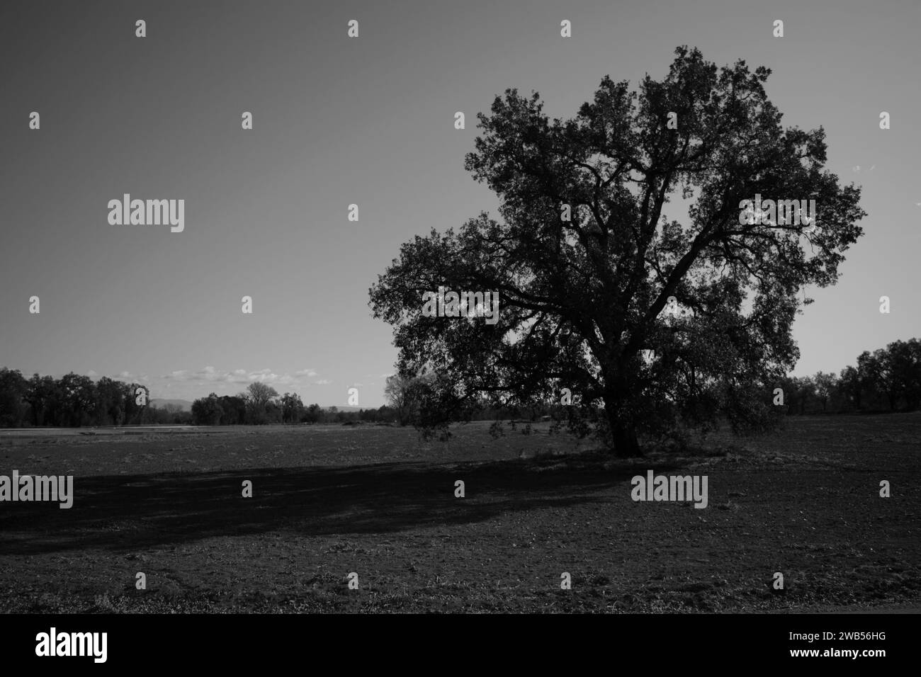 Black oak tree and field hi-res stock photography and images - Alamy