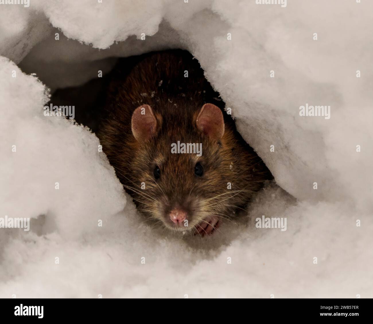 Rat head close-up front view in the opening of its burrow den in winter season foraging for food in its environment and habitat surrounding. Brown Rat Stock Photo
