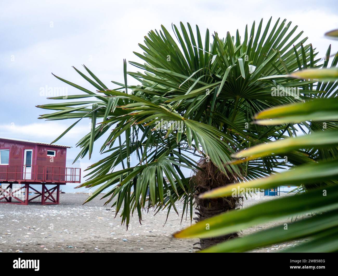 Fpalm Tree Rescue Palm trees against the backdrop of a cloudy gray sky. Rescue booth at ...