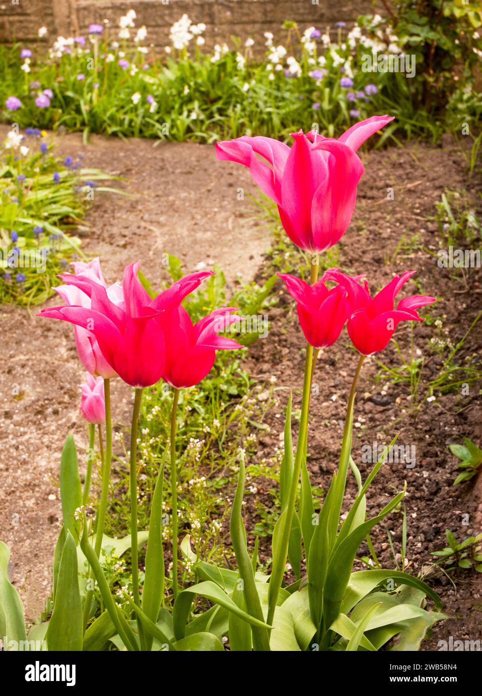 Tulipa Dolls Minuet.a Lily type late spring flowering bi coloured red and soft green tulip belonging to the viridiflora Division 8 group of tulips Stock Photo
