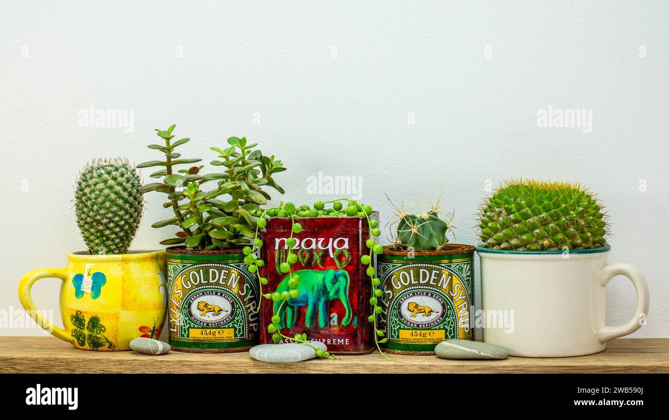 golden syrup and tea tins used for succulent plants on shelf, repurpose and upcycle to reduce waste in sustainable garden Stock Photo