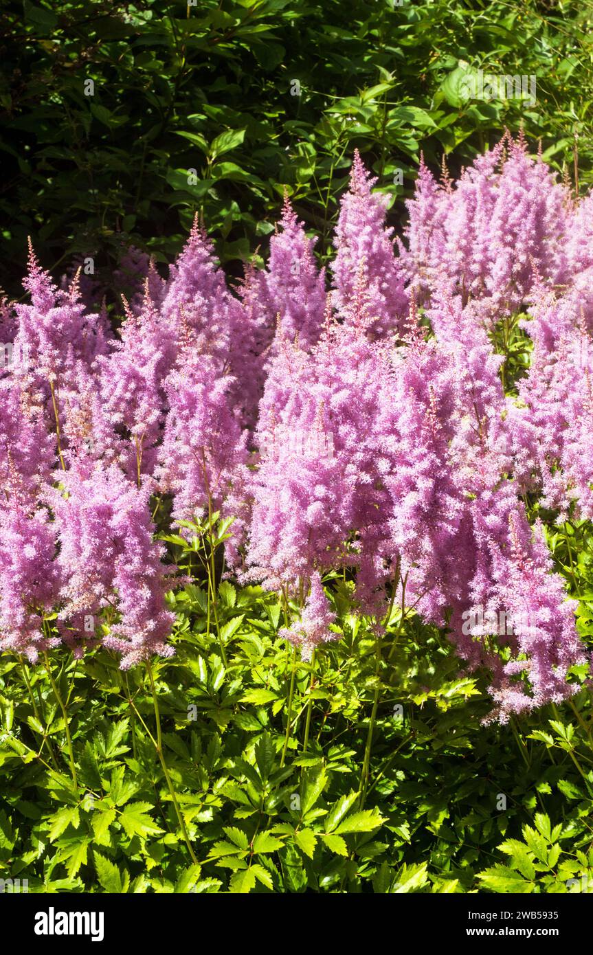 Astilbe x arendsii Bressingham Beauty growing in a bog garden. Saxifragaceae a pinkj flowered fully hardy perennial sometimes called False Spiraea Stock Photo
