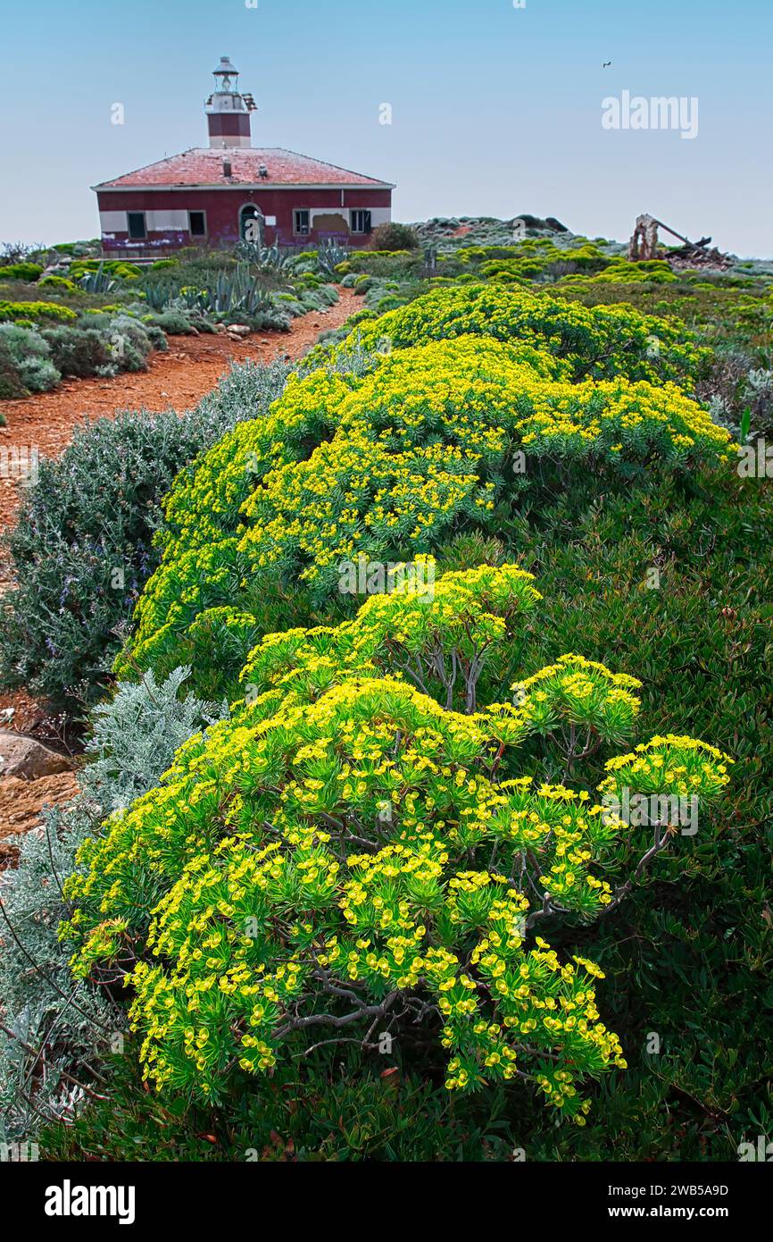 Scrubland  of spurge tree (Euphorbia dendroides) and silver ragwort (Senecio cineraria) in Giannutri island, Capel Rosso, Tuscan archipelago, Tuscany, Stock Photo