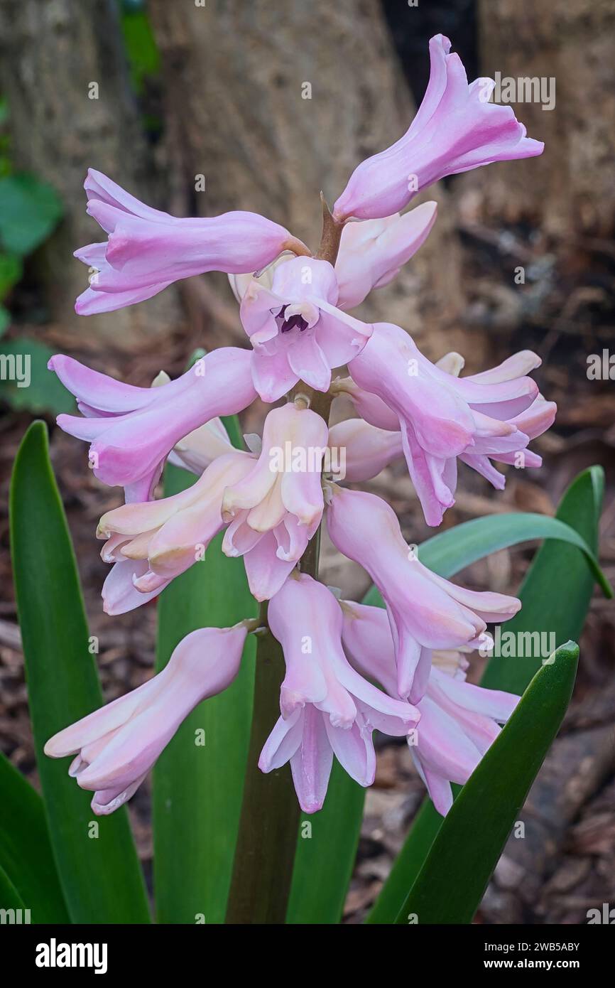 Pink hyacinth (Hyacinthus orientalis), Liliaceae. Ornamental, bulbous