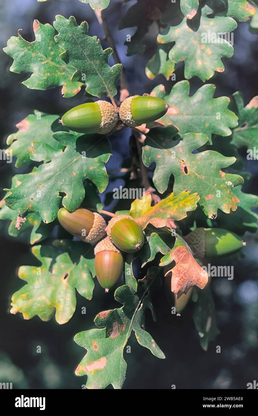 Oak of Virgil (Quercus virgiliana); Fagaceae. Deciduous tree from the woods of central Italy. Stock Photo