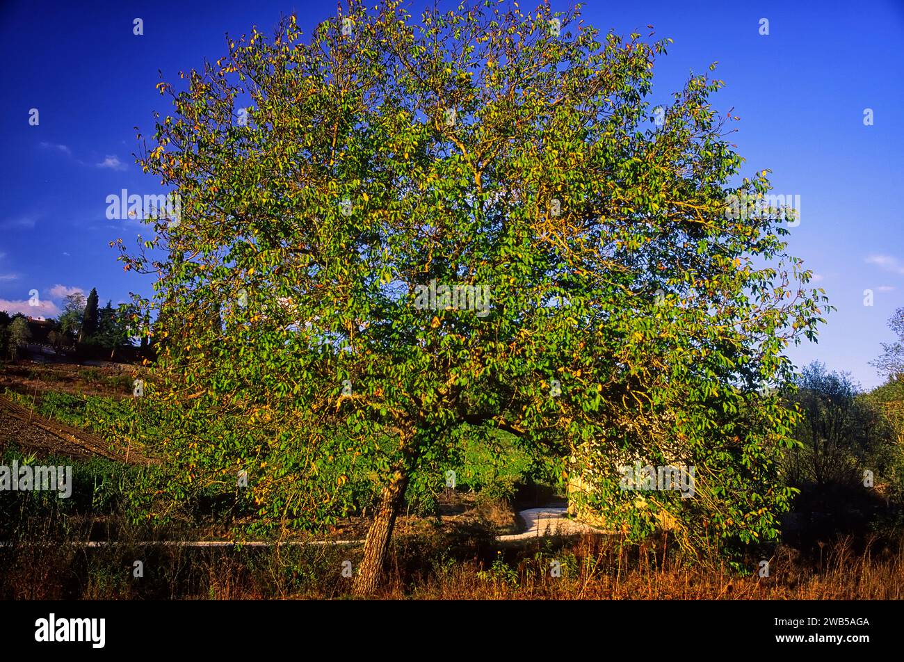 Persian walnut, english walnut (Juglans regia); Juglandaceae. Deciduous tree, cultivated plant. Stock Photo