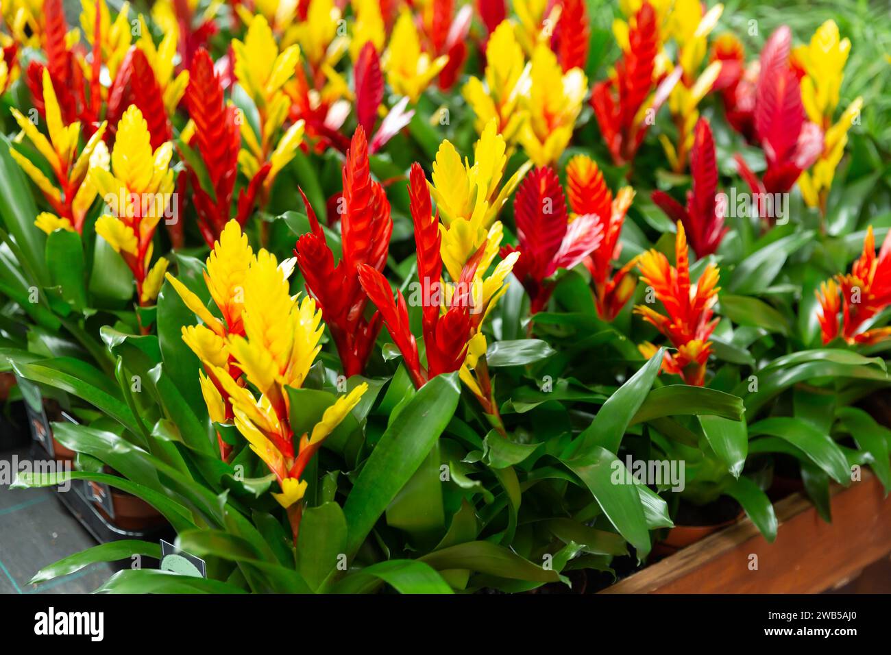 ブロメリア・エアープランツ Vriesea Hybrid Red Frontier Plants】オンラインストア4月27日販売予定の約40種類の
