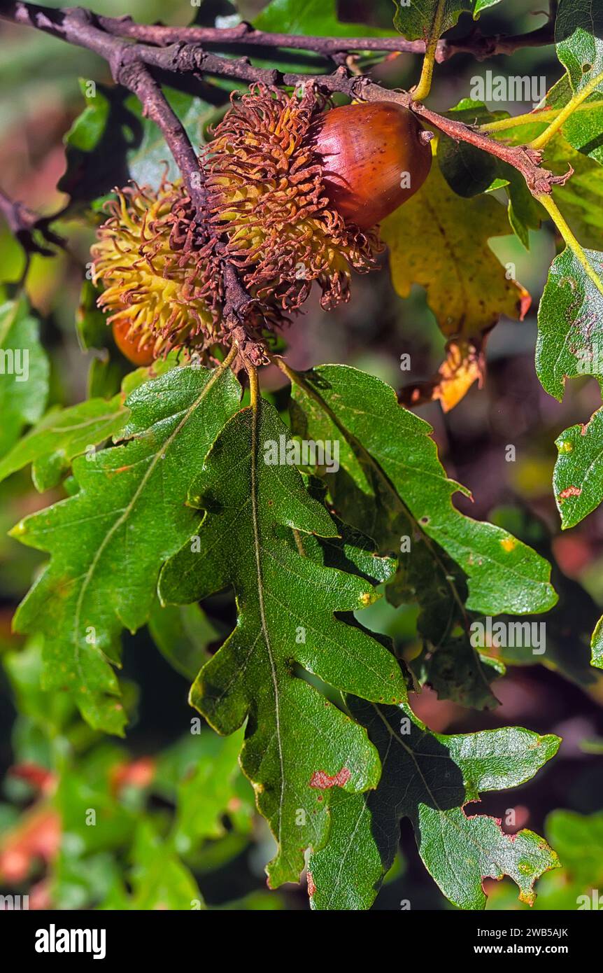 Turkey oak (Quercus cerris), Fagaceae. Deciduous tree. wild plant. Acorn, Fruit. Stock Photo