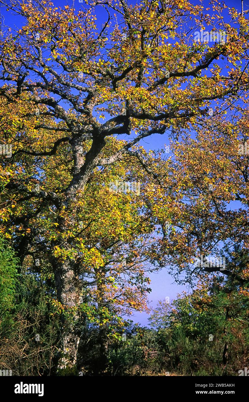 Downy oak (Quercus pubescens), Fagaceae. Deciduous tree. wild plant.. Stock Photo