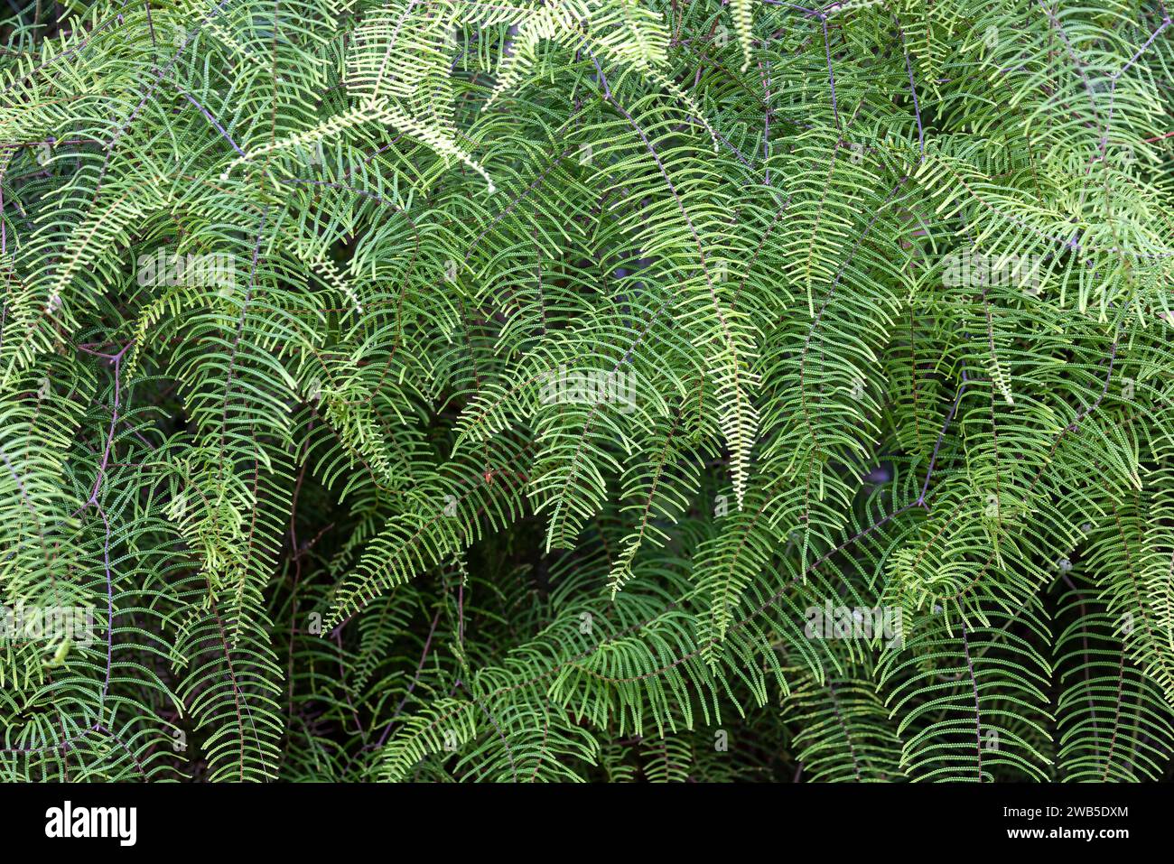 Australian Coral Fern growing in a dense clump Stock Photo
