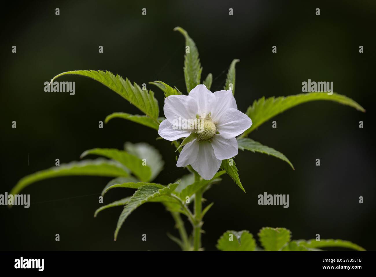 Australian native Raspberry plant in flower Stock Photo