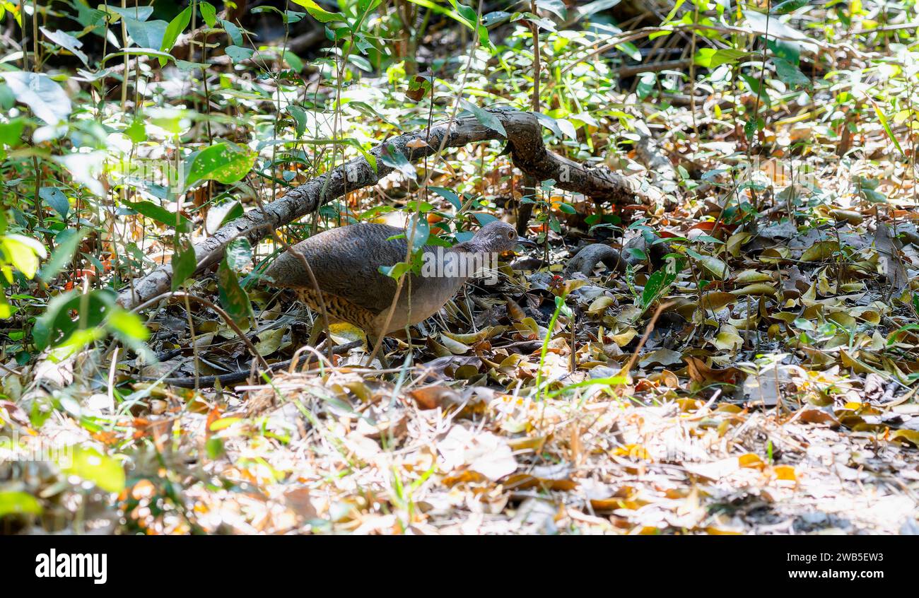 Undulated Tinamou (Crypturellus undulatus) in Brazil Stock Photo