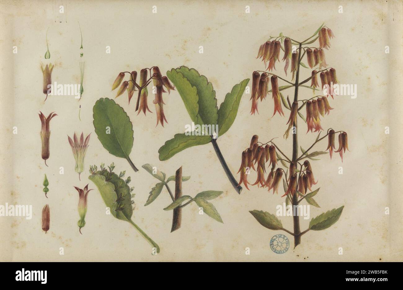 (Bryophyllum pinnatum), Stock Photo