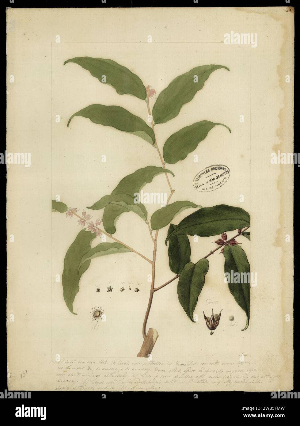 (Casearia spruceana, Bth.)., Stock Photo