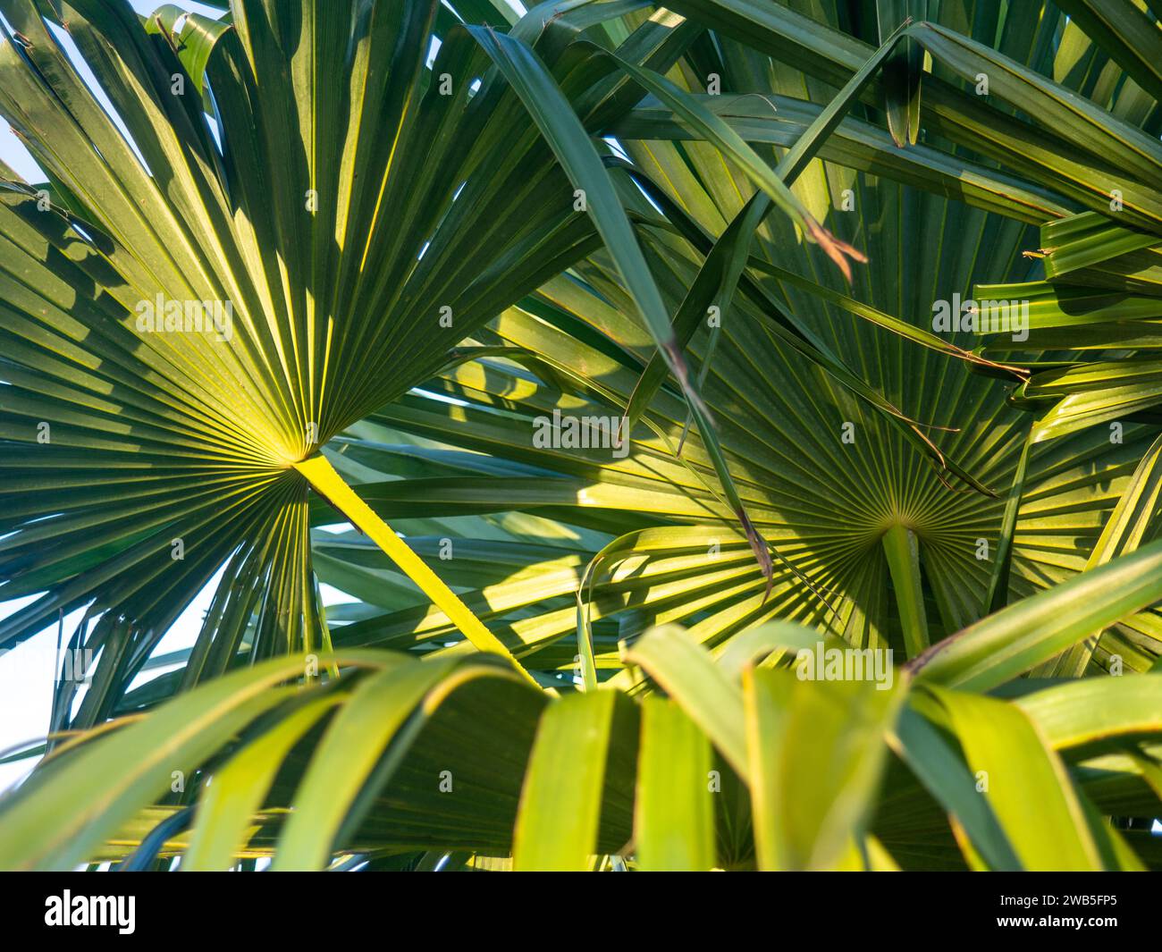 Background from palm leaves. Thin narrow long leaves. Botany. Plant in an aprka in the south of the Black Sea Stock Photo