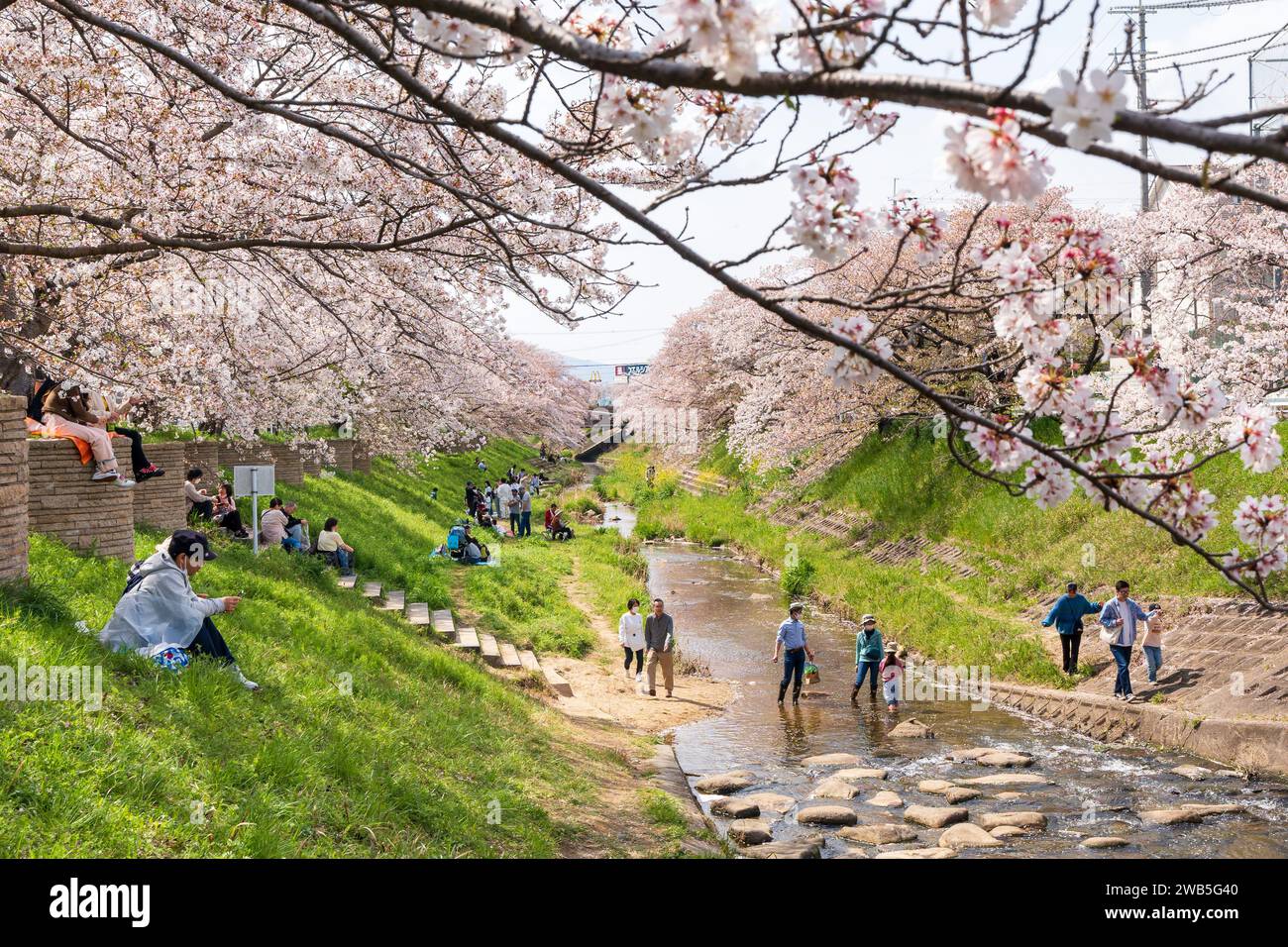 Saho River cherry blossom trees along the river in full bloom. Nara, Japan. Stock Photo