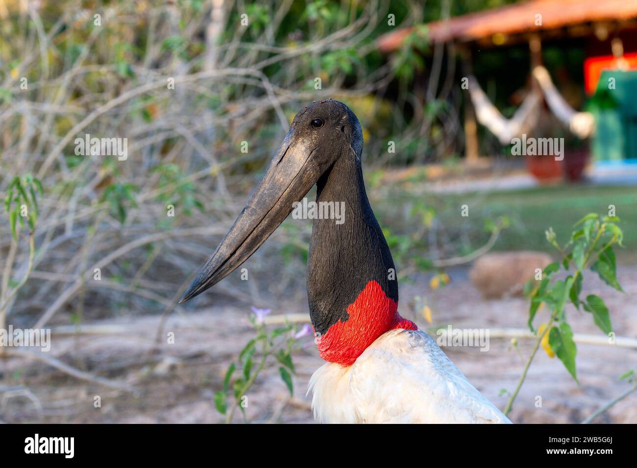 Jabiru (Jabiru mycteria) in Brazil Stock Photo Alamy