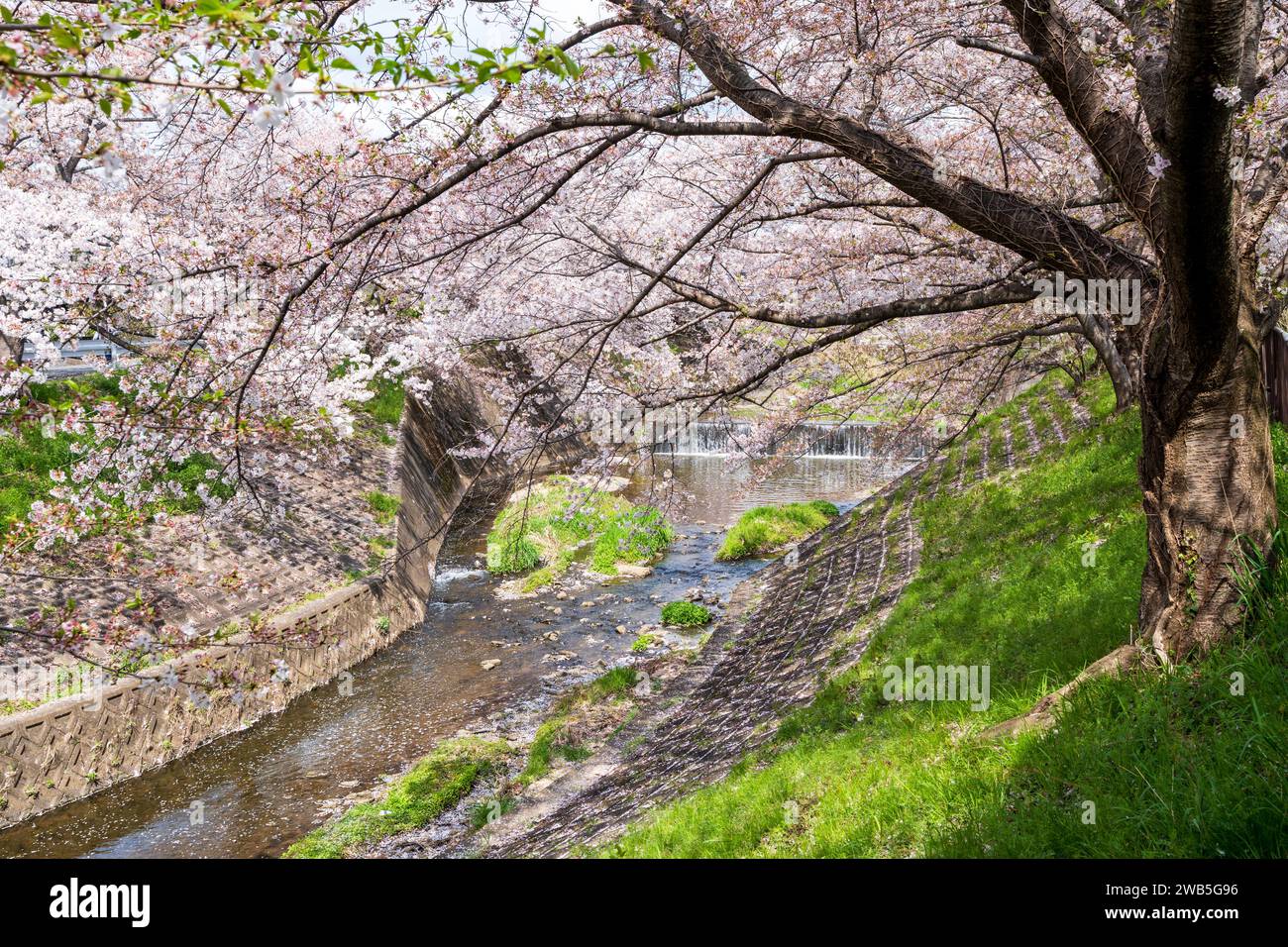 Saho River cherry blossom trees along the river in full bloom. Nara, Japan. Stock Photo