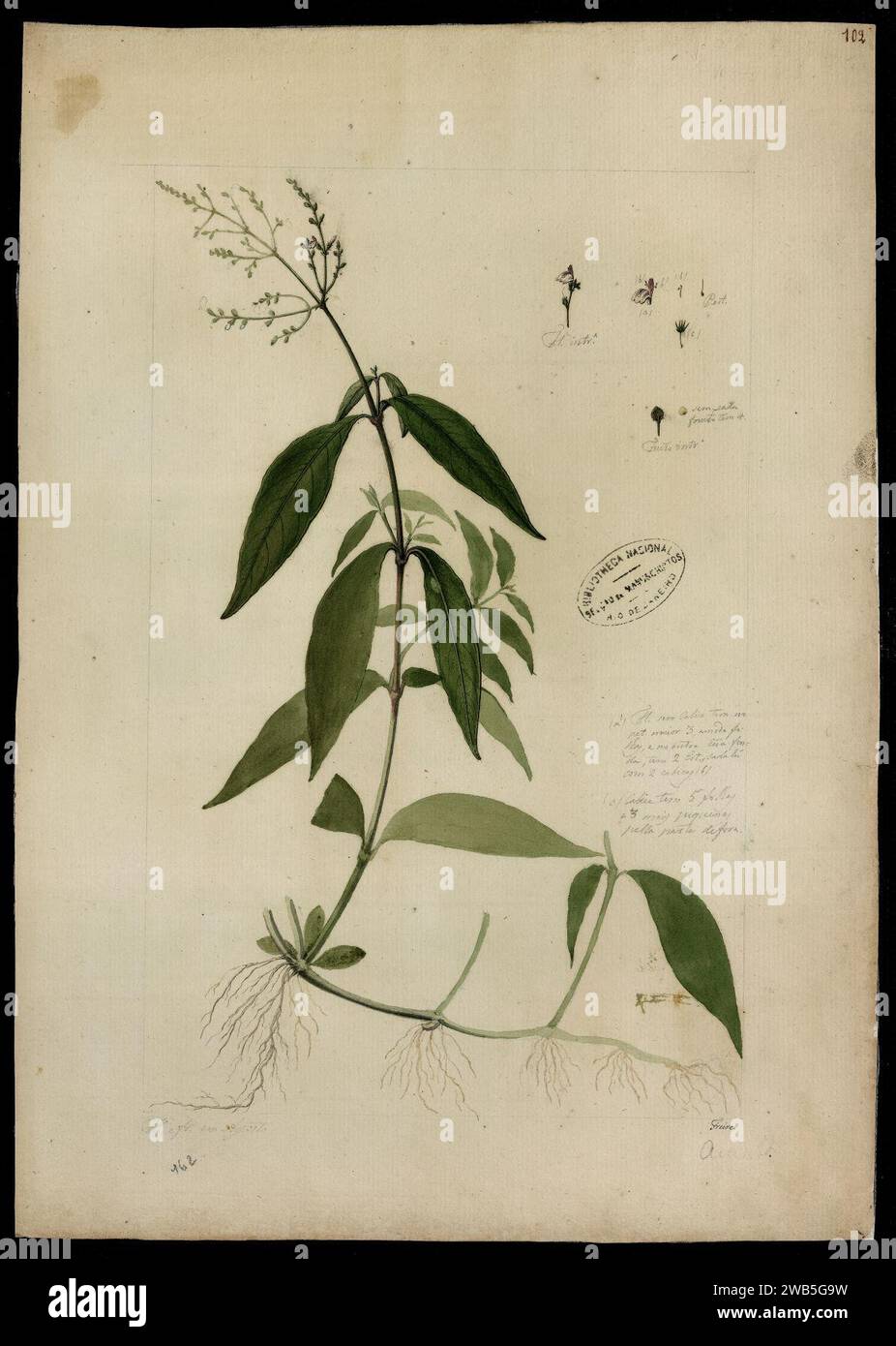 (Eranthemum), Stock Photo