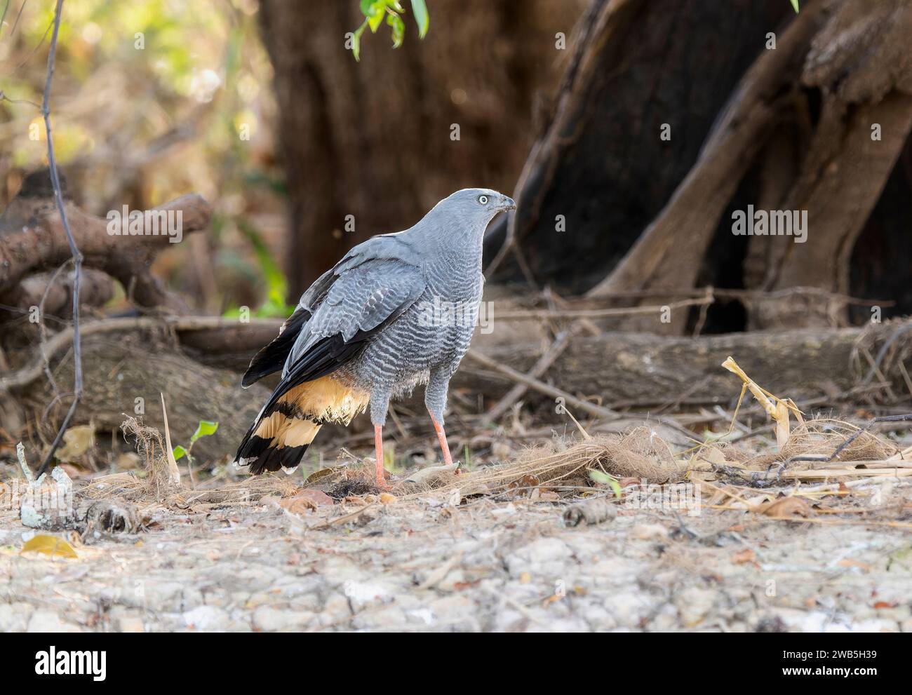 Crane Hawk (Geranospiza caerulescens) in Brazil Stock Photo Alamy
