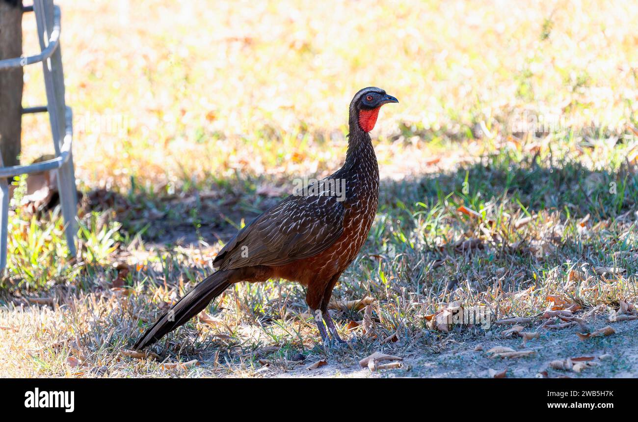 Chestnut bellied guan hi-res stock photography and images - Alamy