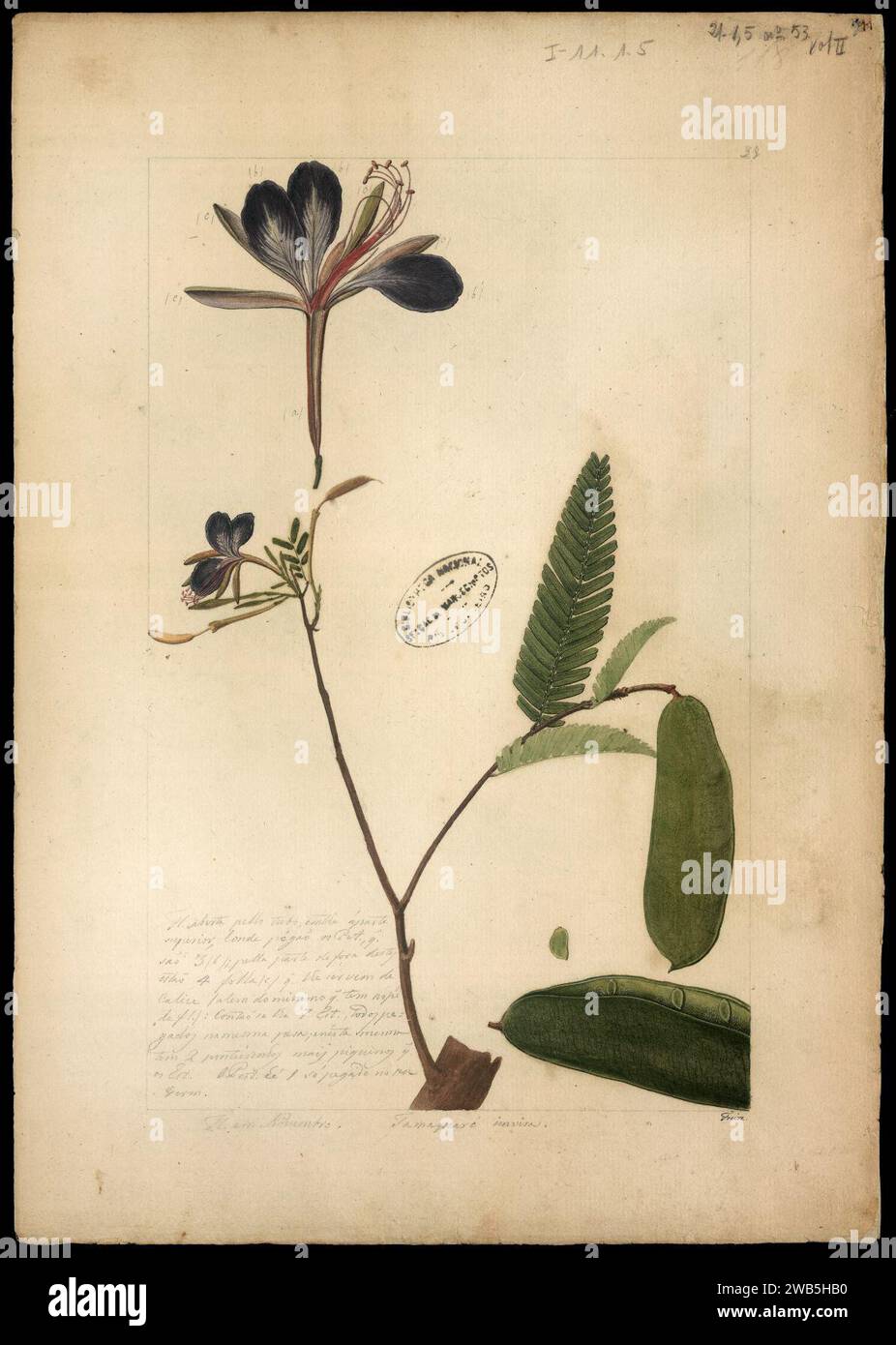 (Heterosfemon mimosoides), Stock Photo