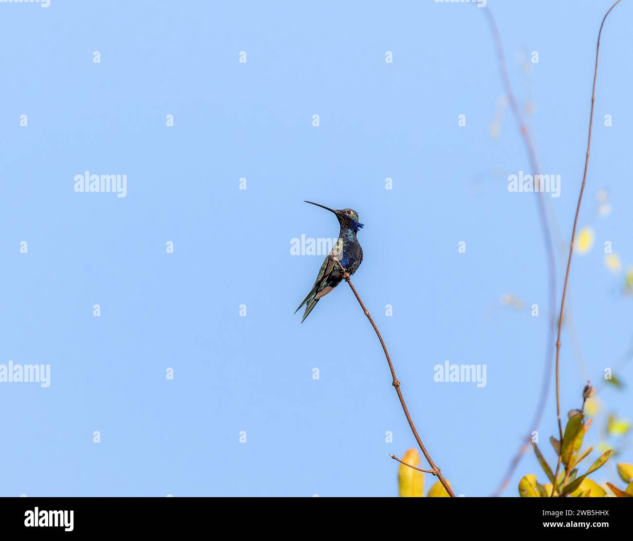 Bluetufted Starthroat (Heliomaster furcifer) in Brazil Stock Photo Alamy