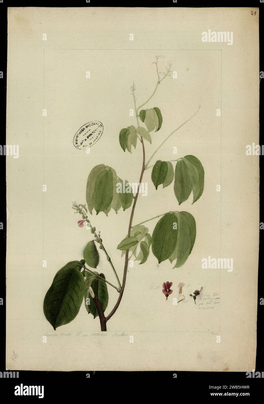 (Lonchocarpus), Stock Photo