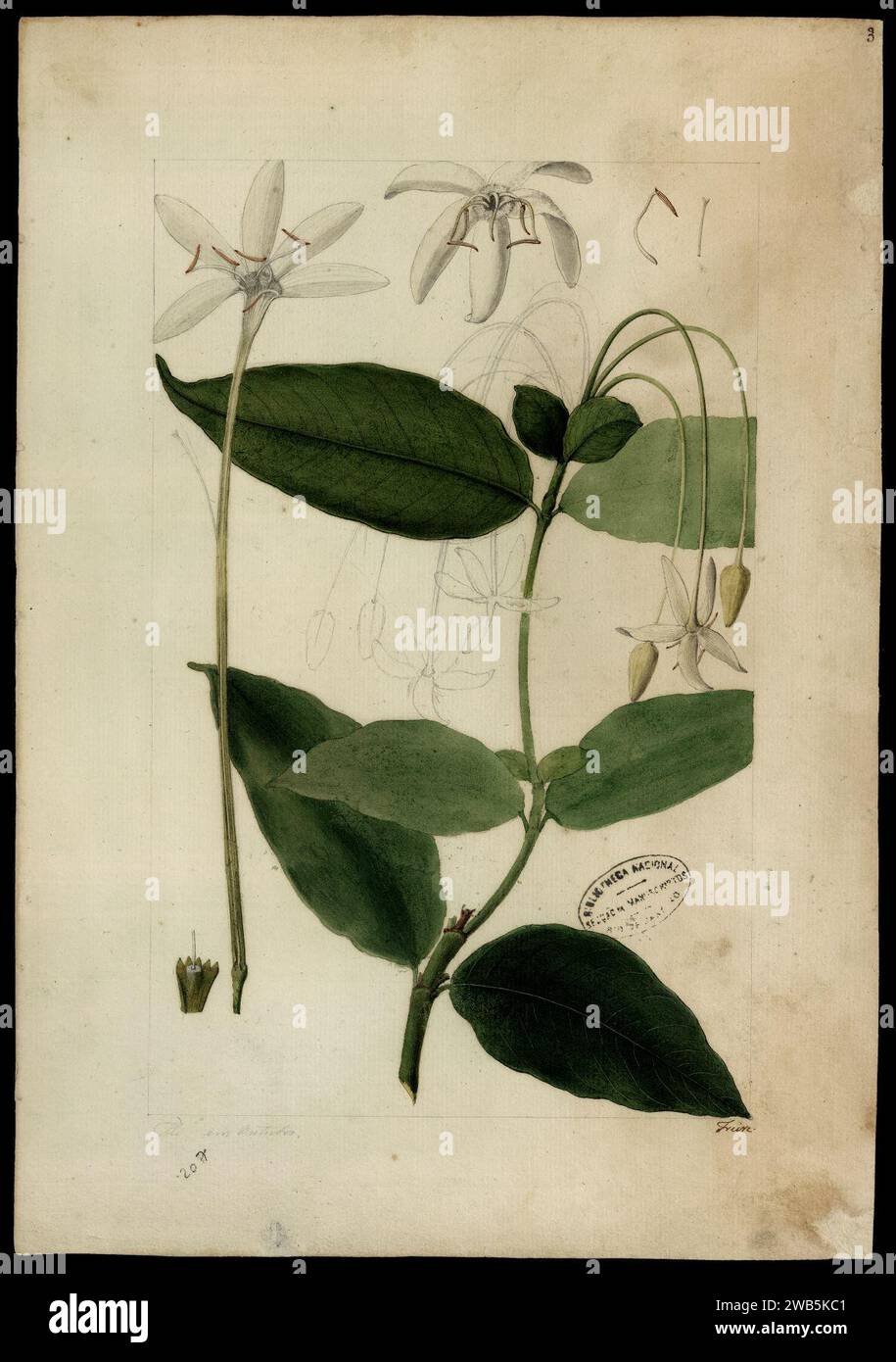 (Posoqueria longiflora, Aubl.)., Stock Photo