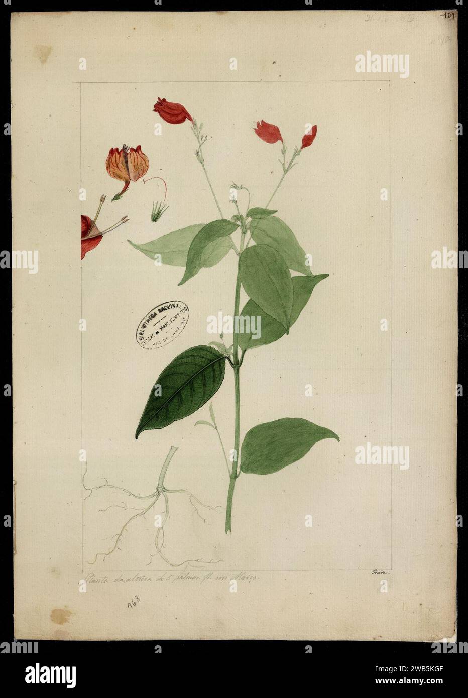 (Ruellia, sp.)., Stock Photo