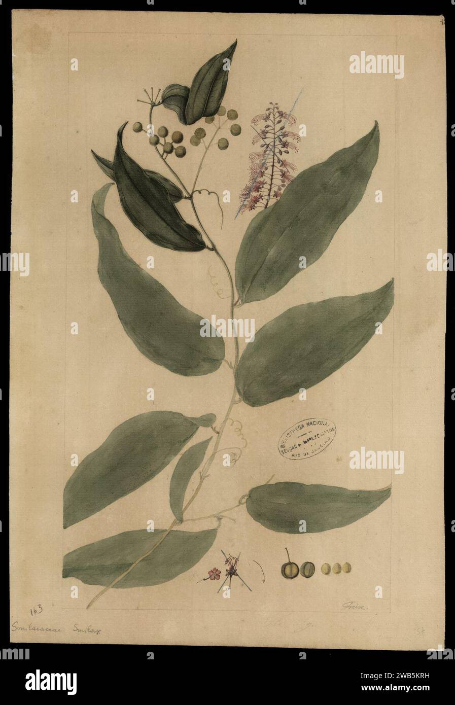 (Smilacaceae Smilax), Stock Photo