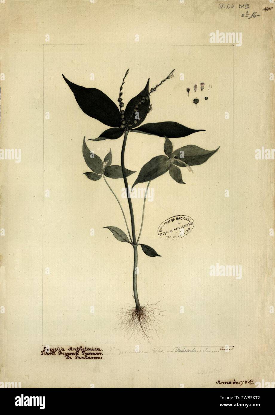 (Spigelia anthelmintica, L.), Stock Photo