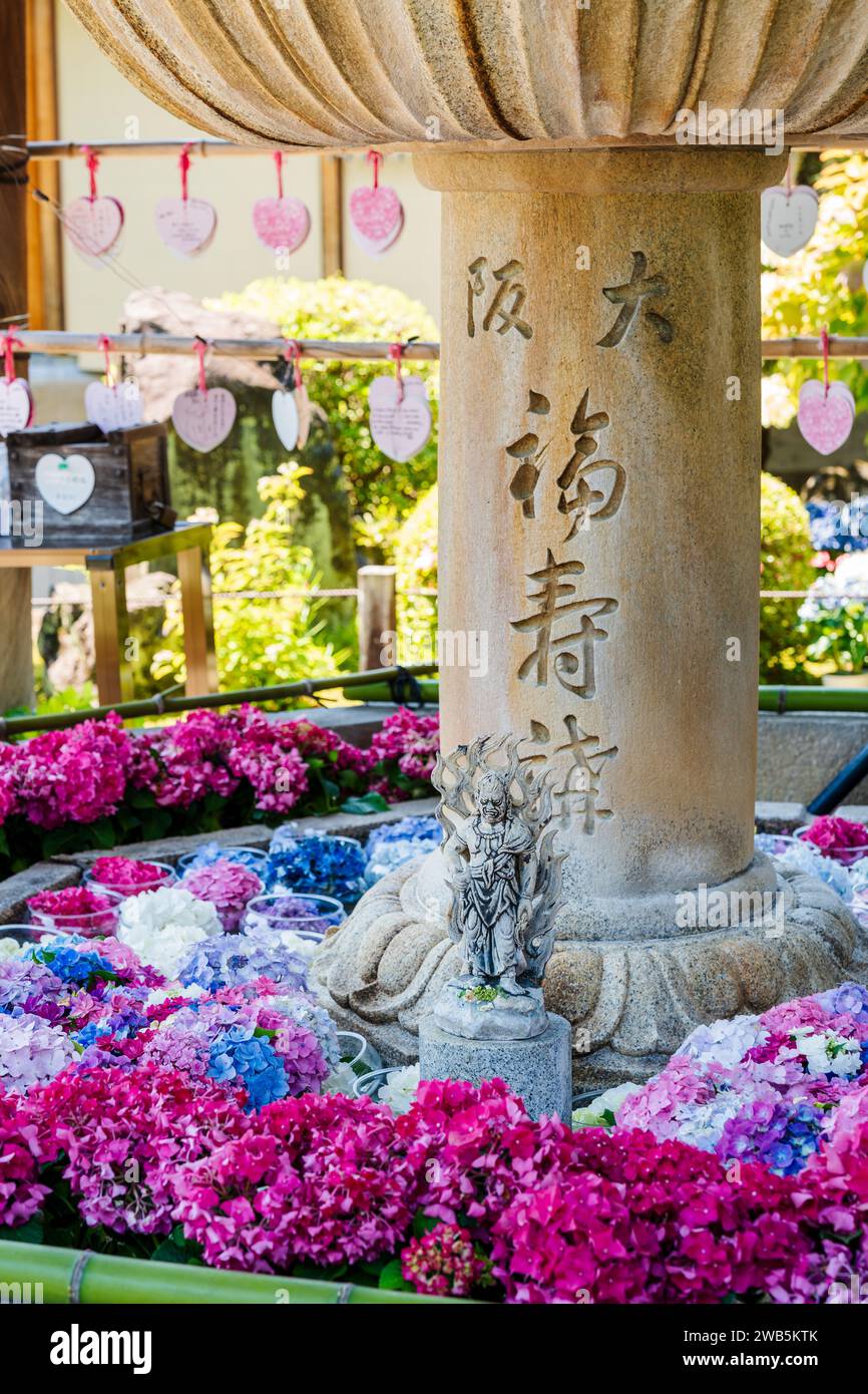 Colorful Hydrangeas in Mimurotoji Temple Garden. Uji, Kyoto, Japan. Stock Photo