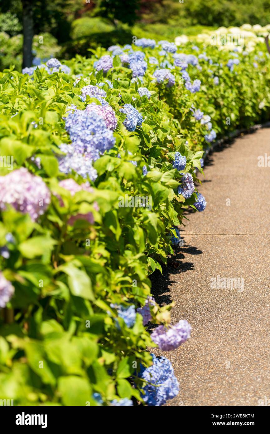 Colorful Hydrangeas in Mimurotoji Temple Garden. Uji, Kyoto, Japan. Stock Photo