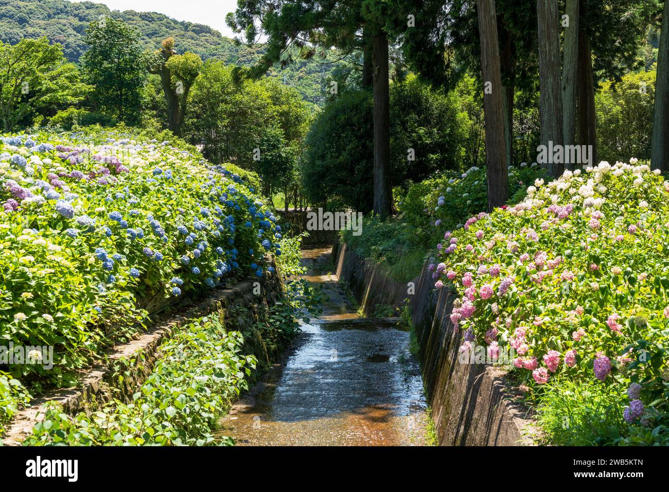 Colorful Hydrangeas in Mimurotoji Temple Garden. Uji, Kyoto, Japan. Stock Photo