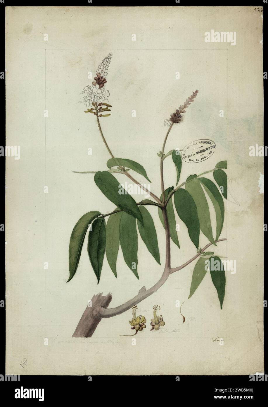 (Tachigalia paniculata, Aubl.)., Stock Photo