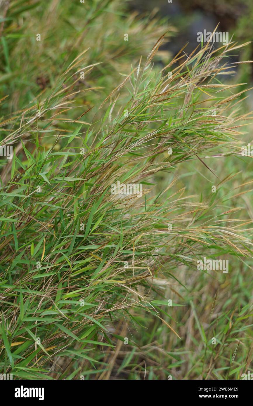 Pogonatherum crinitum (Bamboo grass, kotokan merangan, Andropogon crinitus, Pogonopsis tenera, Andropogon monandrus). This plant is useful as medicine Stock Photo
