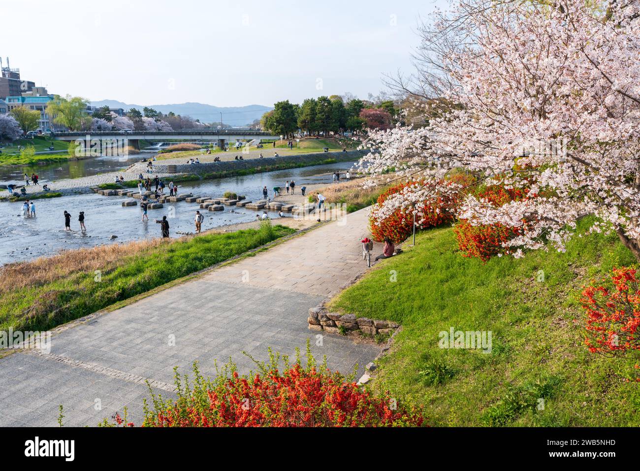 Cherry blossoms along the Kamo River (Kamogawa River). Kyoto, Japan. Stock Photo