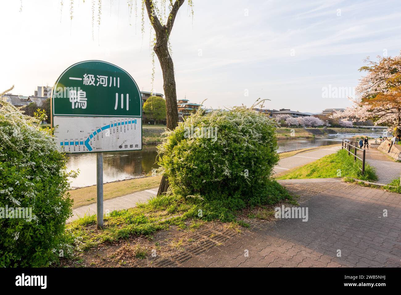 Cherry blossoms along the Kamo River (Kamogawa River). Kyoto, Japan. Stock Photo
