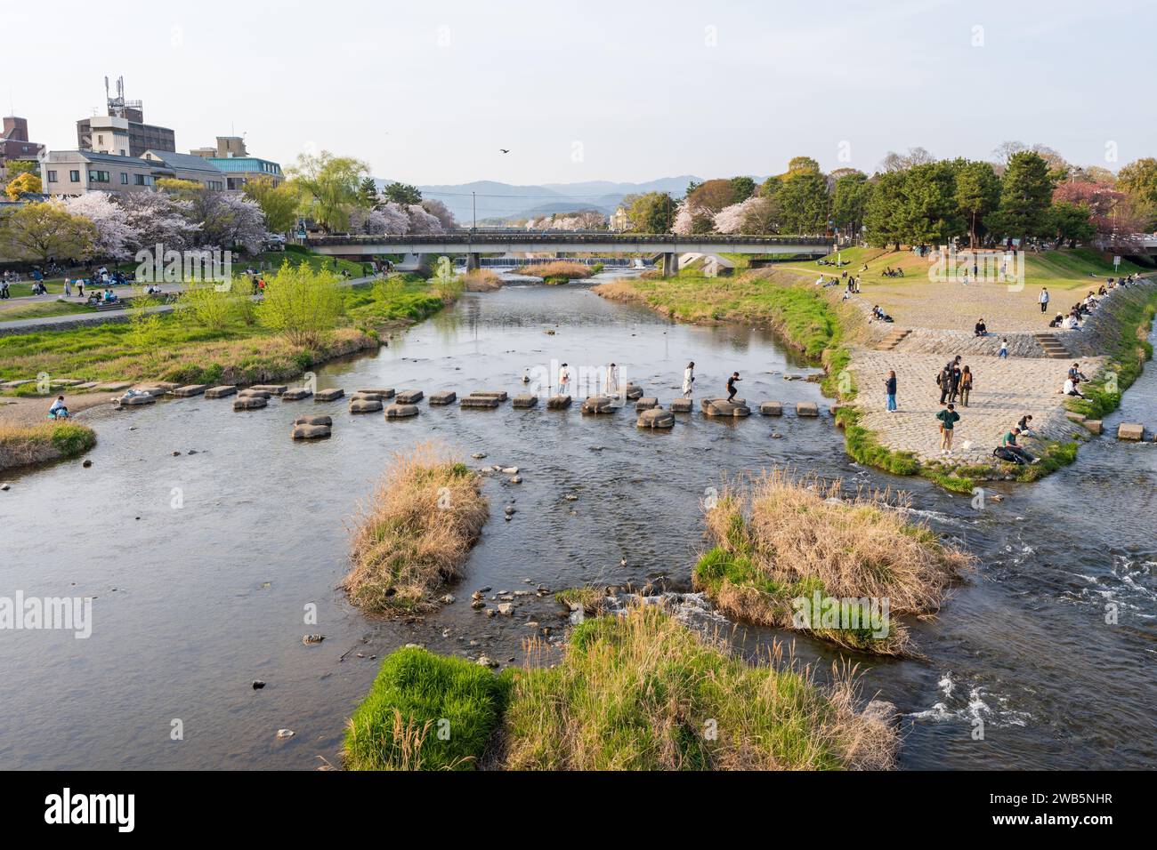 Cherry blossoms along the Kamo River (Kamogawa River). Kyoto, Japan. Stock Photo