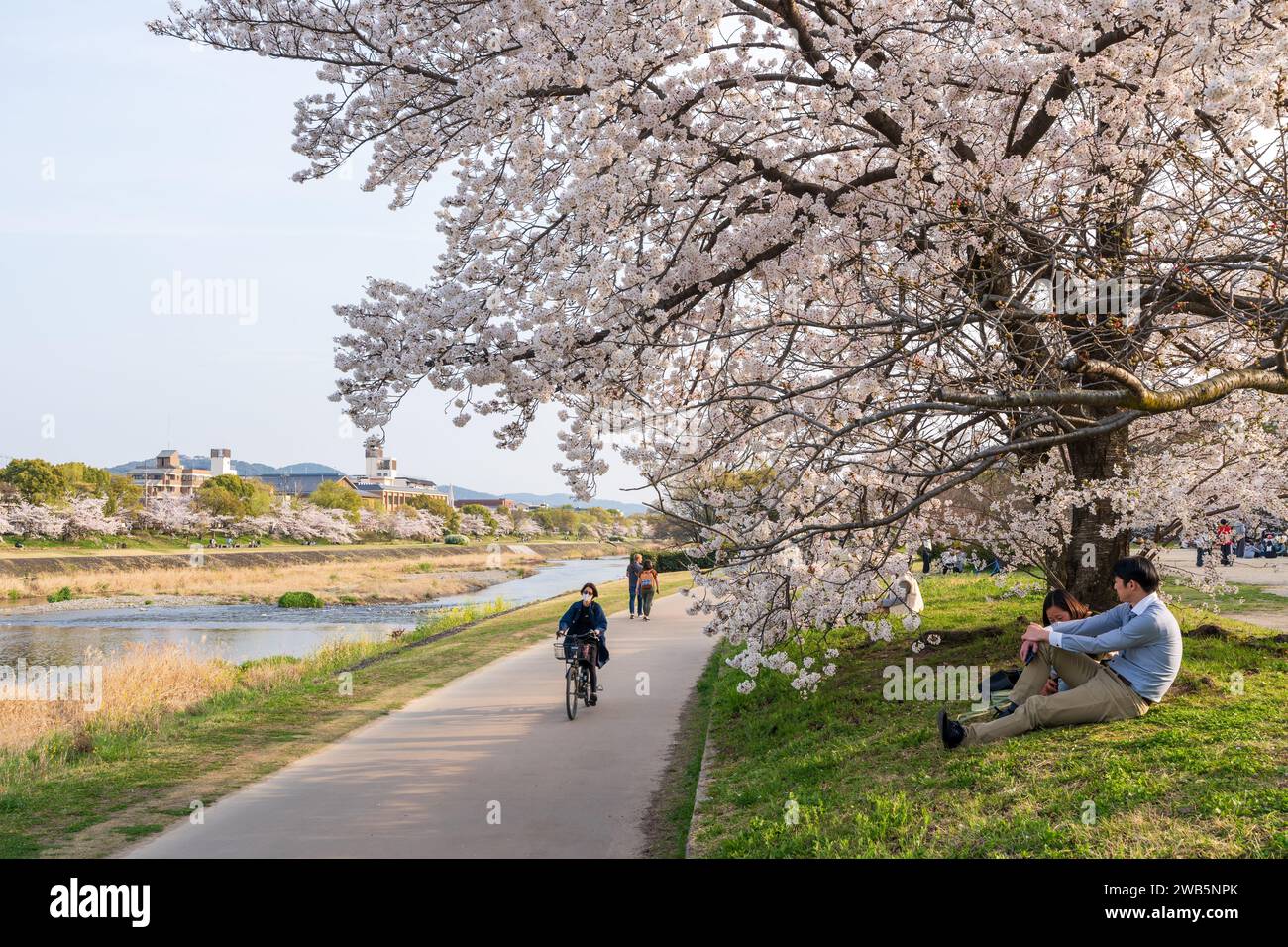 Cherry blossoms along the Kamo River (Kamogawa River). Kyoto, Japan. Stock Photo