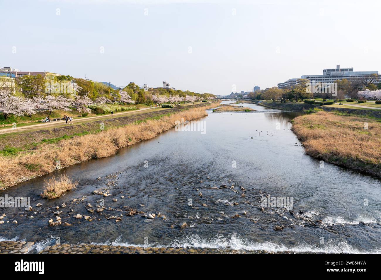 Cherry blossoms along the Kamo River (Kamogawa River). Kyoto, Japan. Stock Photo