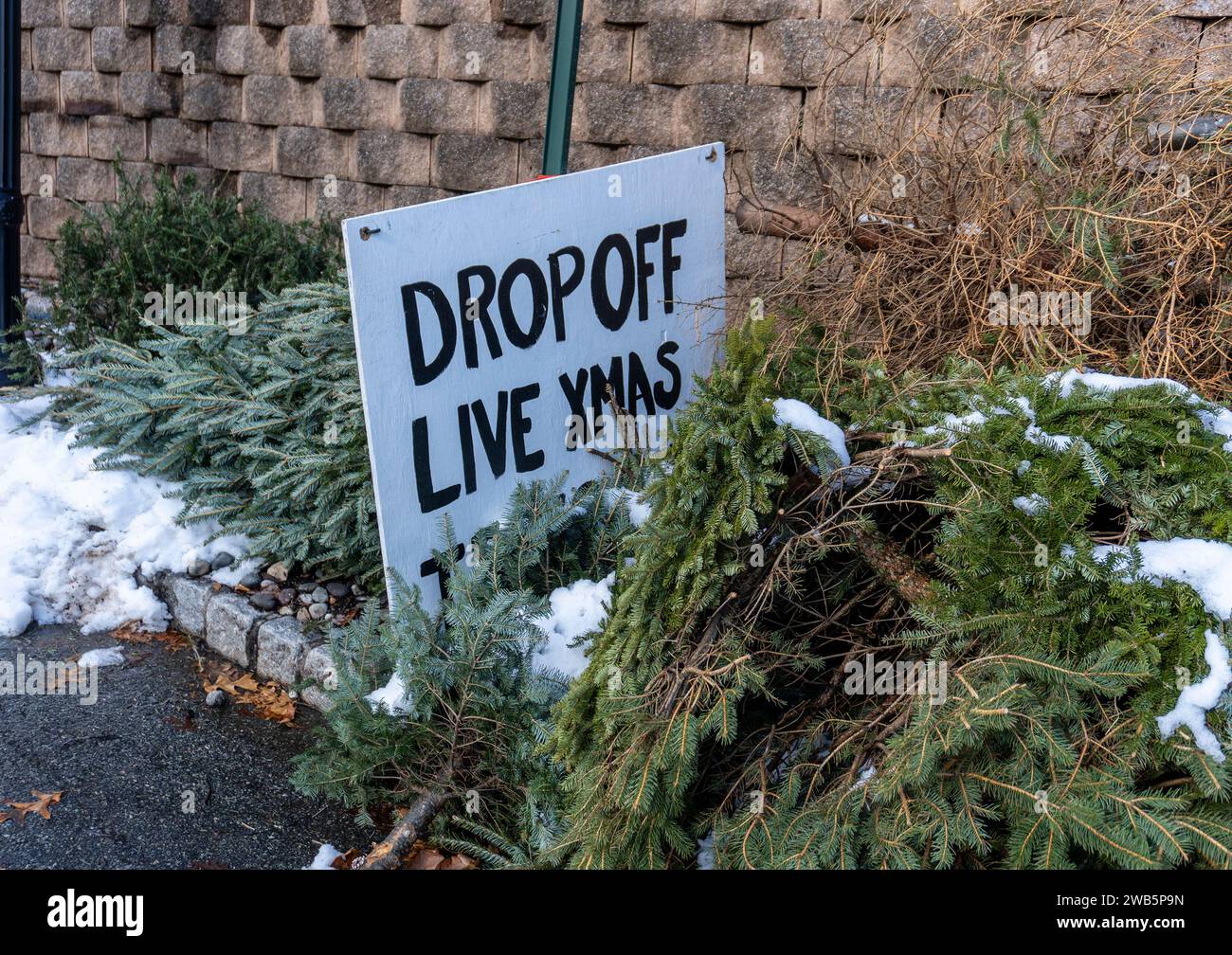 Pile of Christmas trees for recycling at an apartment complex Stock