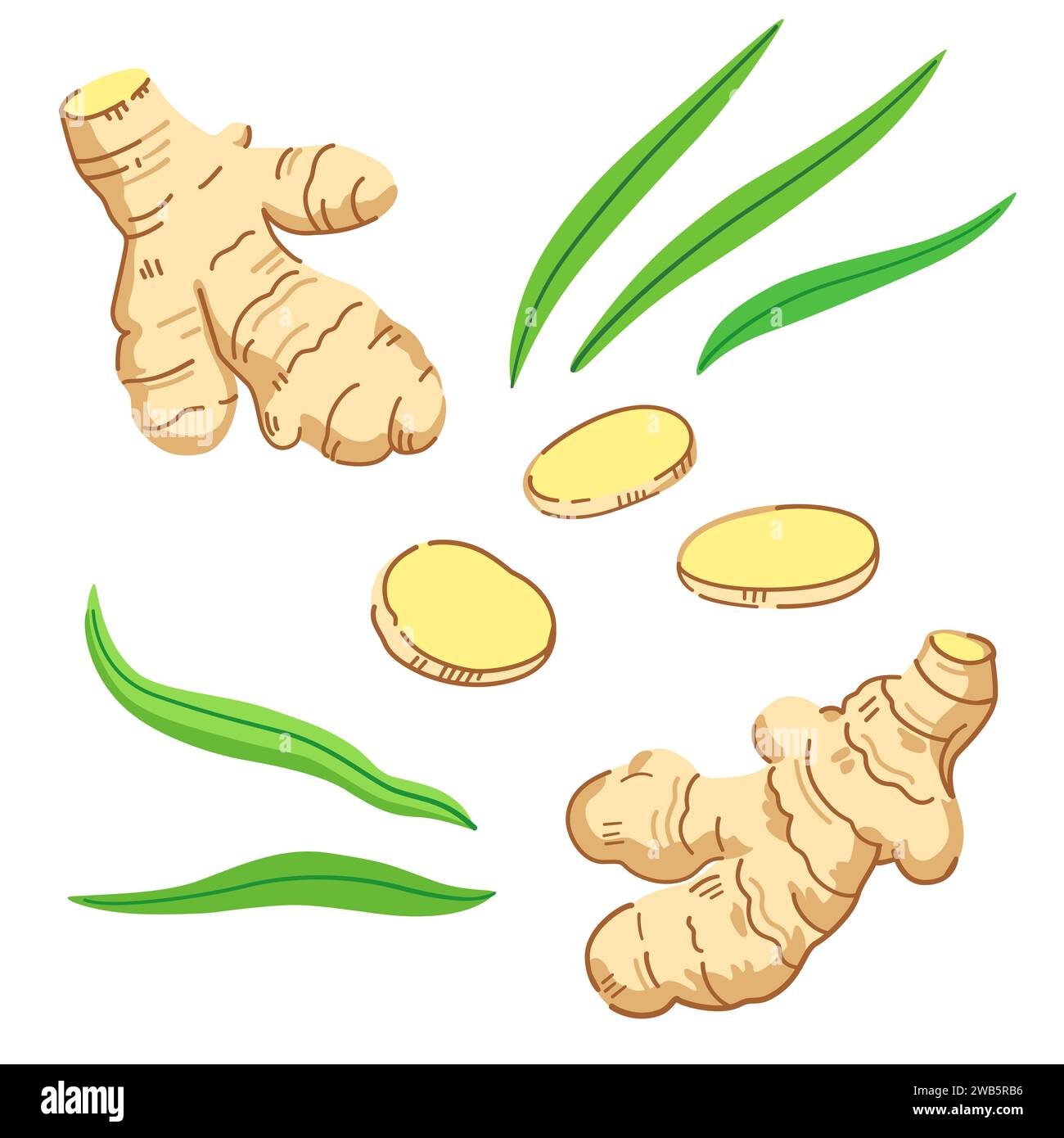 Set ginger roots in Stock Vector Images - Alamy